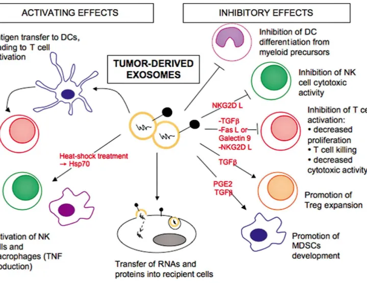 Figure 1.18 : Les effets activateurs et inhibiteurs des exosomes tumoraux sur les  cellules du système immunitaire