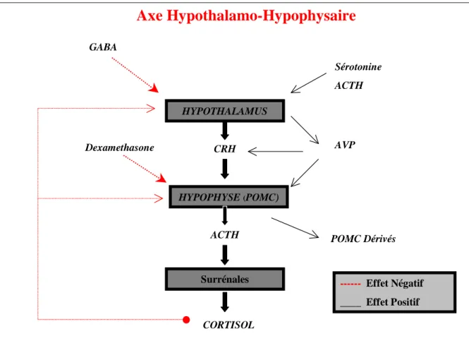 Figure 2 : Régulation de l’axe HPA 