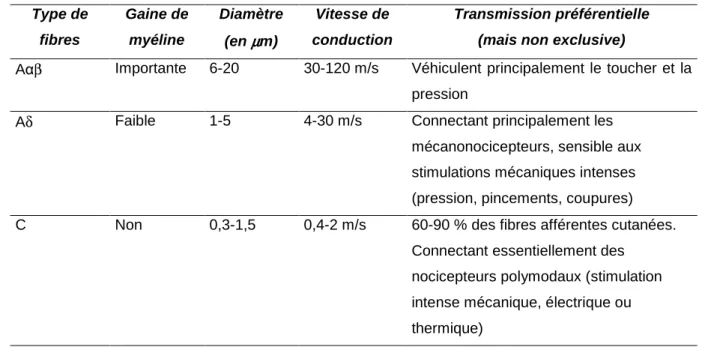 Tableau 2 : Type de fibres cutanées 