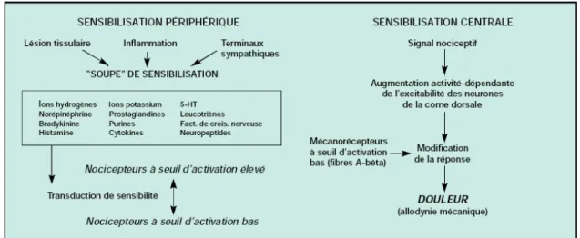Figure 3 : Sensibilisation périphérique et centrale (sur  www.iasp.org ) 