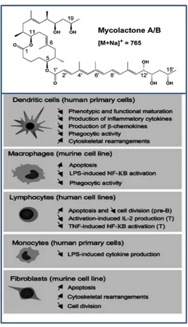 Figure 11. La mycolactone, toxine diffusible cytotoxique et immunomodulatrice de M. ulcerans 