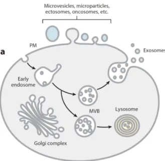 Figure 1 : représentation schématiques des différents types de vésicules secrétées depuis la membrane plasmique, ou  issues de compartiments endocytiques  (Colombo, Raposo, et Théry, 2014)