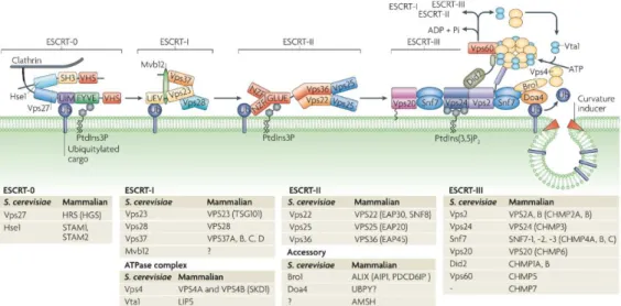 Figure 5 : Schéma représentant la machinerie chargée du tri des protéines à destination des exosomes, via ESCRT  (Williams et Urbé, 2007)