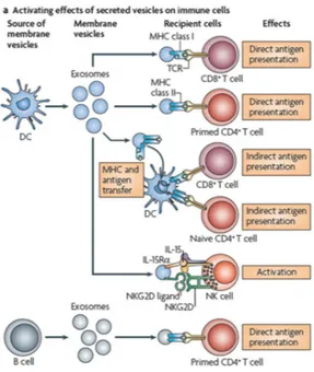 Figure  6 :  Schéma  résumant  les  principales  découvertes  concernant  les  exosomes  issus  de  cellules  du  système  immunitaire et leur capacité à active d’autres cellules pour amplifier ou déclencher la réponse immunitaire (Théry, Ostrowski, et  Se
