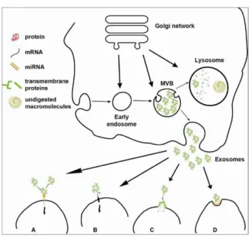 Figure 7 : Biogenèse des exosomes et leur interaction avec des cellules cibles. 