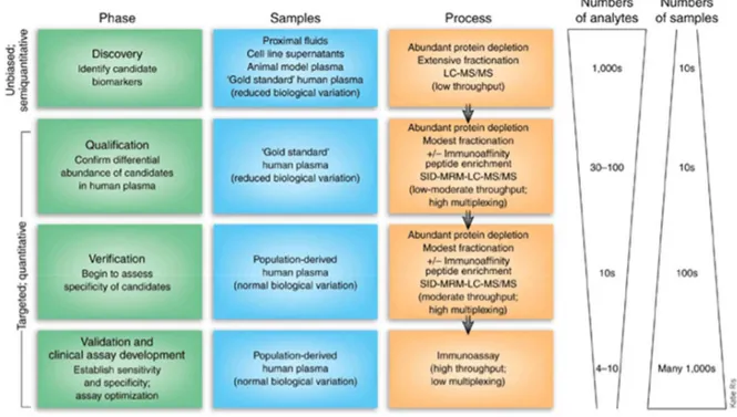 Figure 8 : Schéma représentant les phases de découverte et de validation de biomarqueurs par l’analyse protéomique  (Rifai, Gillette, et Carr, 2006)