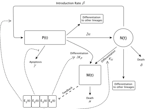 Figure 2.1: Schematic representation of HSC dynamics. Solid arrows represent the mechanisms taken into account: differentiation, cell division, reintroduction into the proliferating phase, apoptosis and natural death