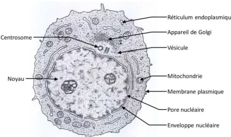 Figure  1-1 :  Ultrastructure  d’une  cellule  eucaryote  animale.  Le  noyau  est  le  compartiment  occupant le volume le plus important