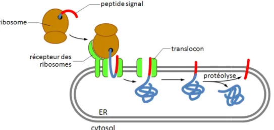 Figure 1-2 : Principe de translocation des protéines dans le réticulum endoplasmique (ER)