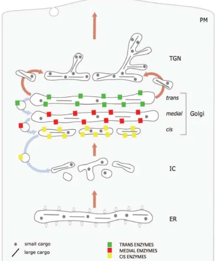 Figure 1-7 : Modèle de maturation du Golgi (modified cisternal progression-maturation) [11]