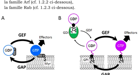 Figure 1-8 : Cycle d’activation et de désactivation des petites protéines G Arf (A) et Rab (B)