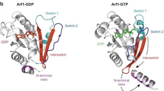 Figure  1-11 :  Structure  de  Arf1-GDP  (à  gauche)  et  Arf1-GTP  (à  droite)  montrant  les  changements  de  conformation  qui  interviennent  dans  le  cycle  GDP/GTP  [29]