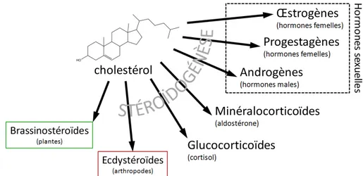 Figure 2-3 : Les hormones stéroïdiennes dérivent du cholestérol grâce à la stéroïdogénèse