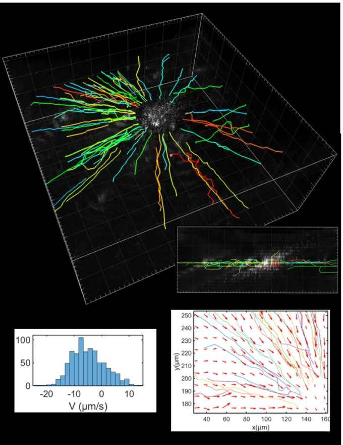 Figure 3.7: Tracking of the NAgg trajectories under a radial temperature gradient. The movement is mainly situated on the sample plane, as shown in the top inset, containing a side-view of the trajectories