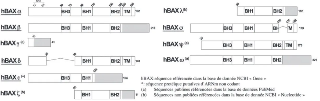 Figure 15 : Illustration des isoformes de la protéine humaine BAX.  