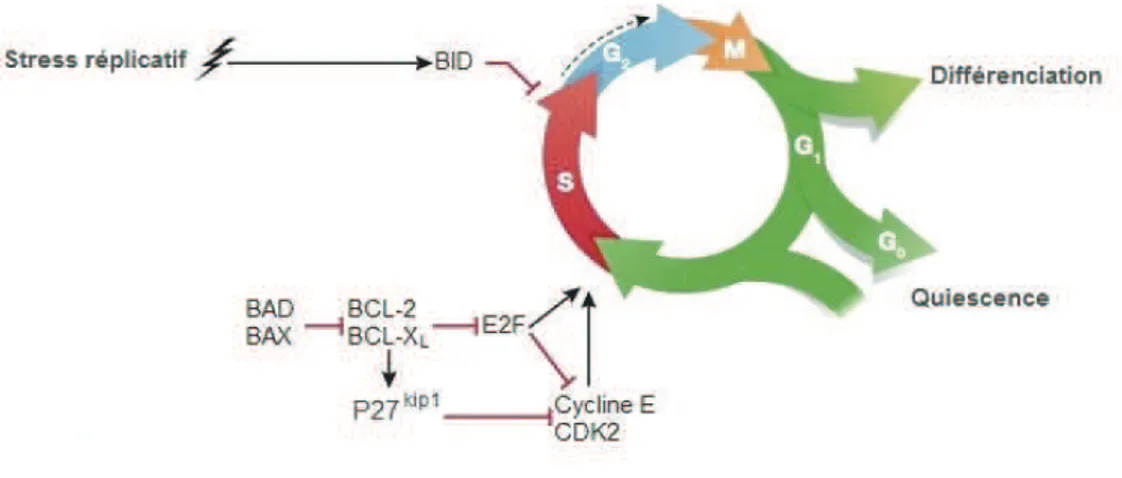 Figure 23 :  Régulation du cycle cellulaire par les protéines de la famille BCL-2.  