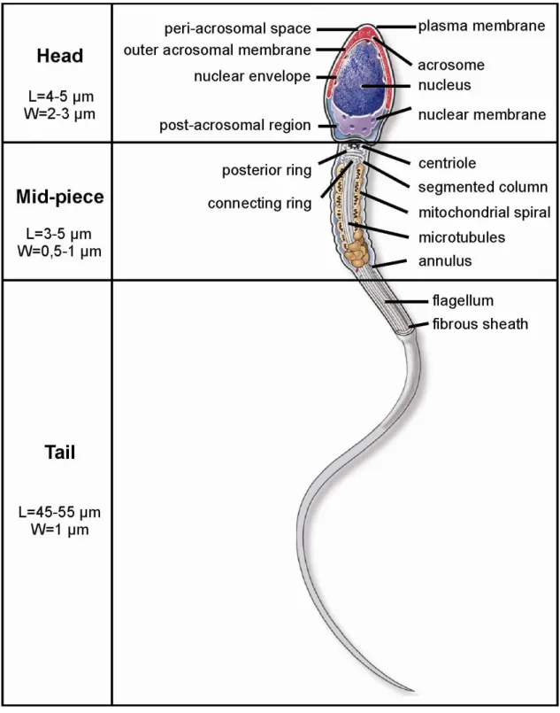Fig. 2  Sperm description. L: length, W: width. Based on Warwick (2006), du Plessis et al