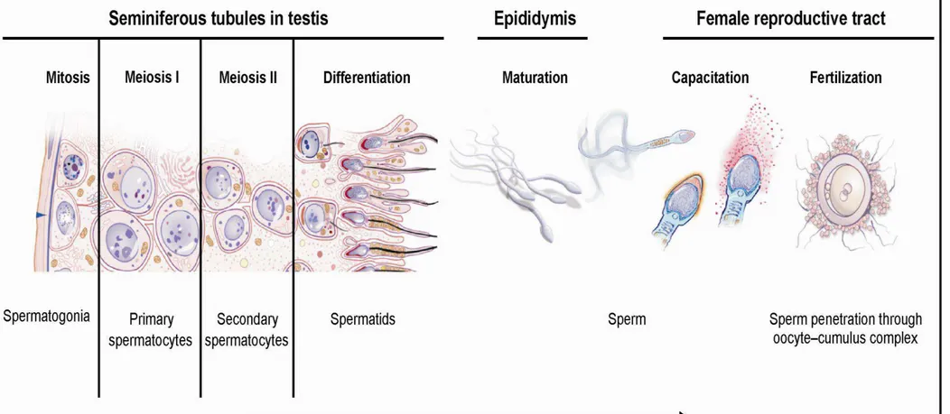 Fig. 4  Schematic view of complex spermatogenesis and following processes - maturation, capacitation, fertilization