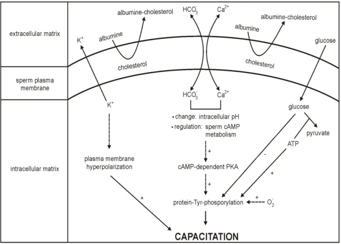 Fig.  5   Theoretical  trans-membrane  and  intracellular  signaling  of  sperm  capacitation