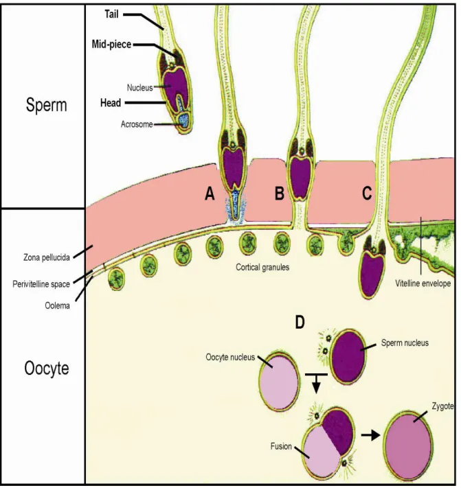 Fig.  7   Schema  of  fertilization.  A:  acrosome  reaction,  B:  fusion  of  oocyte-sperm  membrane,  C: cortical reaction, D: fusion of oocyte/sperm nuclei, A, B, C phases last 20-30 s