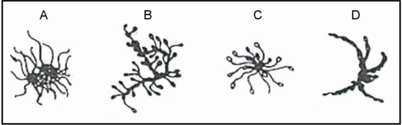 Fig. 11  Spermagglutinating effect of ASA. Sperm agglutination by head (A), tail (B), tail end-piece (C)  and simultaneous agglutination by head and tail (D)