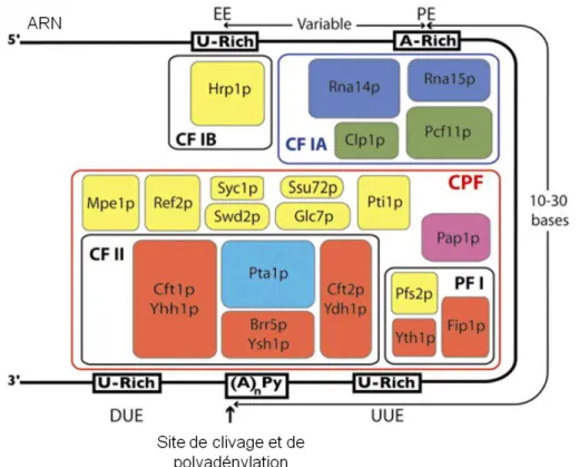 Figure  1.8.  Représentation  schématique  du  complexe  CPF-CF  associé  à  un  ARN  naissant