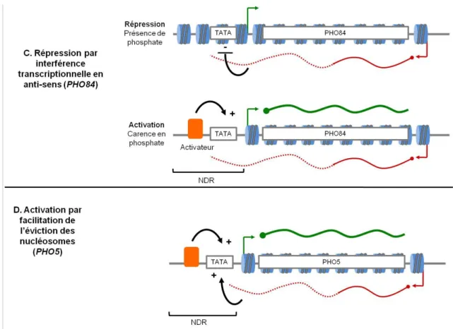 Figure 1.15. Exemples de mécanismes de régulation de l’expression de gènes par  la transcription envahissante