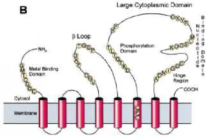 Figure 4 : Structure d'une ATPase de type P (Tabata et al., 1997). 