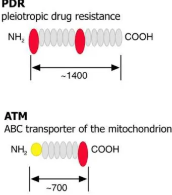Figure 5 : Organisation des domaines putatifs des transporteurs de type ABC, des sous familles PDR  (pleiotropic  drug  resistance)  et  ATM  (ABC  transporter  of  the  mitochondrion)