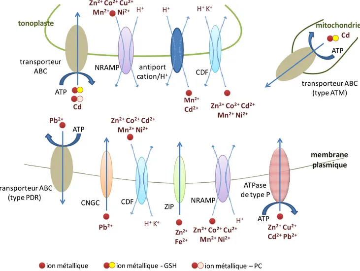 Figure 9 : Schéma récapitulatif des transporteurs de métaux lourds dans une cellule végétale