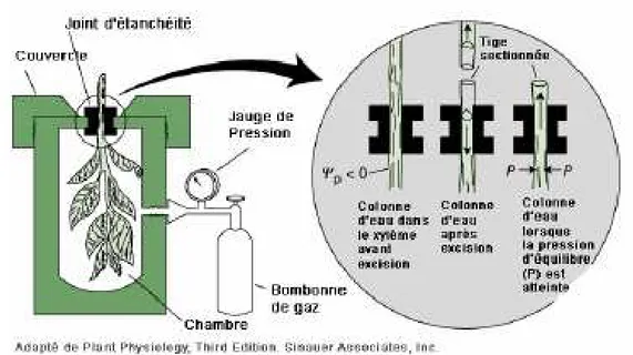 Figure 13 : Principe de la chambre à pression de Scholander  (Taiz et Zeiger, 1991) 