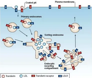 Figure 20 : Tri basé dur la géométrie de l’endosome de tri 