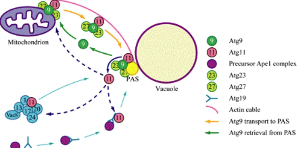 Figure 28 : Modèle pour le transport de Atg9p entre mitochondrie et PAS 