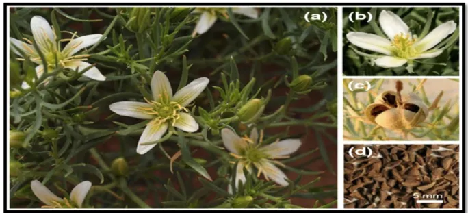 Figure 01. Peganum harmala L. &#34;Noms communs : Harmal, Rue syrienne&#34;. Plante entière  (a), fleur (b), capsule de fruit (c) et graines (d) (Nedjimi., 2020)