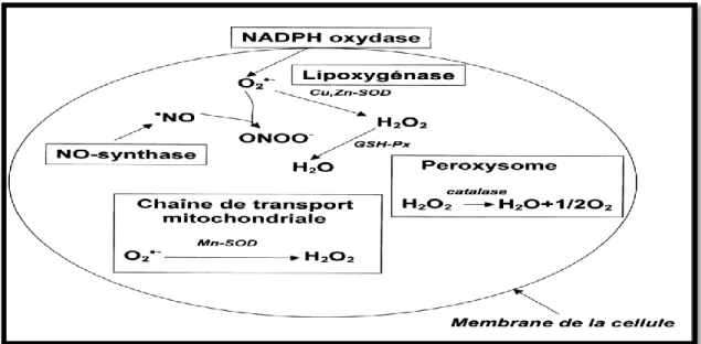 Figure 07. Sources endogènes des espèces réactives oxygénées (Bonnefont-Rousselot et al.,  2002)
