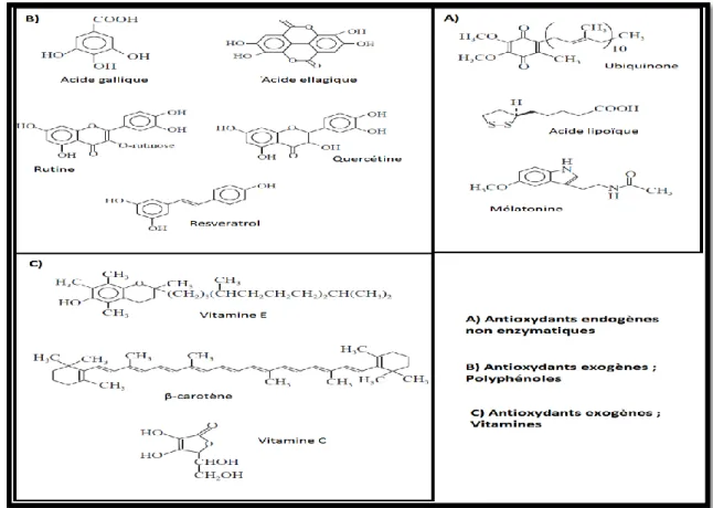 Figure 08. Structure de quelques molécules antioxydantes non enzymatiques (Kar., 2007).
