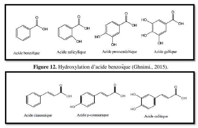Figure 12. Hydroxylation d’acide benzoïque (Ghnimi., 2015). 