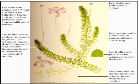 Figure 6 : Morphologie externe d’Elodea canadensis 