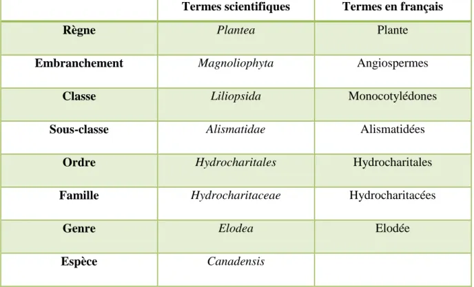 Tableau   I : Classification taxonomique d’Elodea canadensis (Michaux, 1803)   