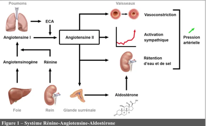 Figure 1 – Système Rénine-Angiotensine-Aldostérone  ECA : Enzyme de Conversion de l’Angiotensine 