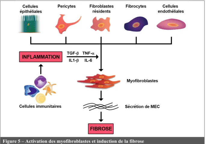 Figure 5 – Activation des myofibroblastes et induction de la fibrose  Adapté de Wynn et Ramalingam, 2012 [148] et de Borthwick et al