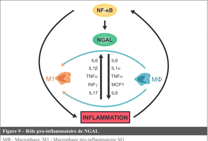 Figure 9 – Rôle pro-inflammatoire de NGAL 