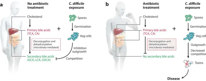 Figure 3. Mécanismes  physiopathologiques expliquant le développement de l’infection à  Clostridium difficile suite à  l’administration d’antibiotiques