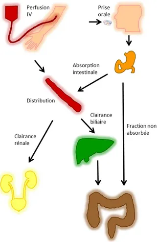 Figure 4. Processus liés à la présence d’antibiotiques dans le  tube digestif suivant une administration orale ou 