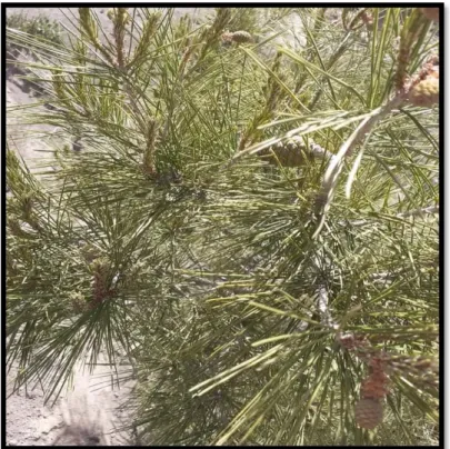 Figure 05 : Les feuilles du pin d’Alep. 