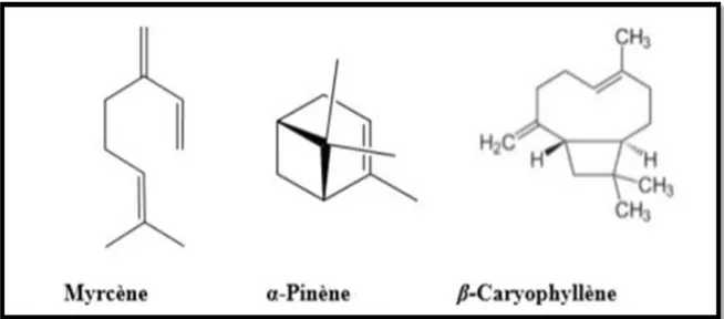 Figure 12 : structure de quelques composés des huiles essentielles des aiguilles de P