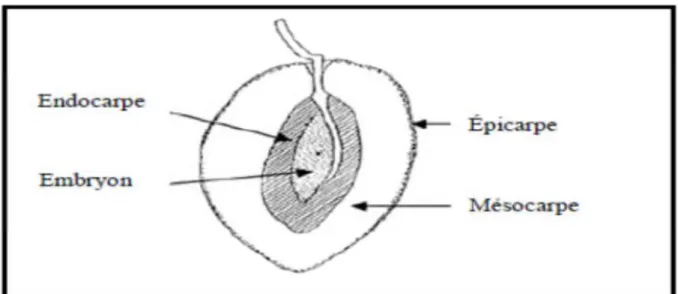 Figure 1: Coupe longitudinale de l’olive (Bianchi, 2003).