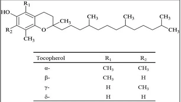 Figure 5: Structure des tocophérols (Kamal-Eldin et Appelquist, 1996). 