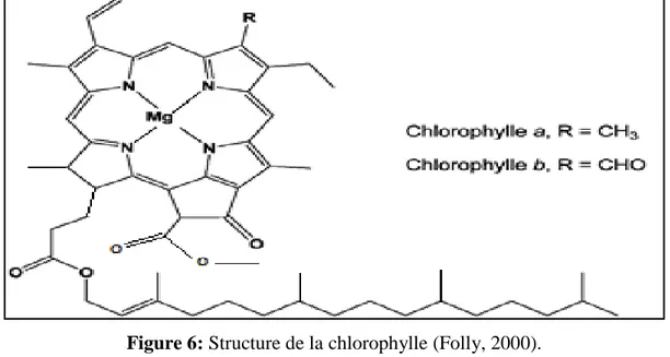 Figure 6: Structure de la chlorophylle (Folly, 2000). 