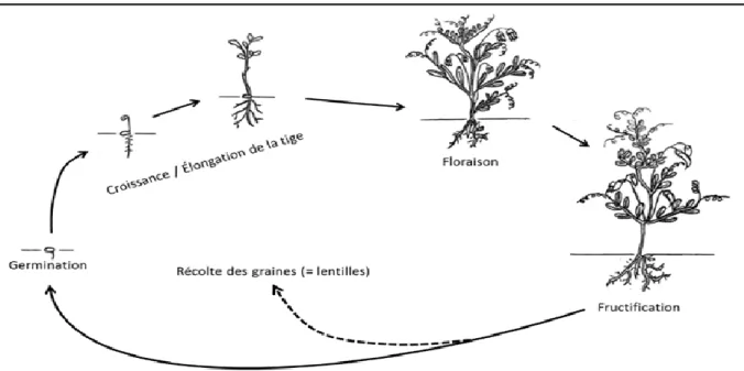 Figure  03  :  Cycle  biologie  de  lentille  :  Germination,  Croissance,  Élongation  de  la  tige  Floraison, Fructification, (Schwartz et Langham, 2012)